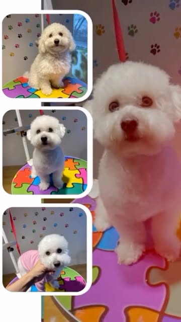 Petshop rafından ürünler